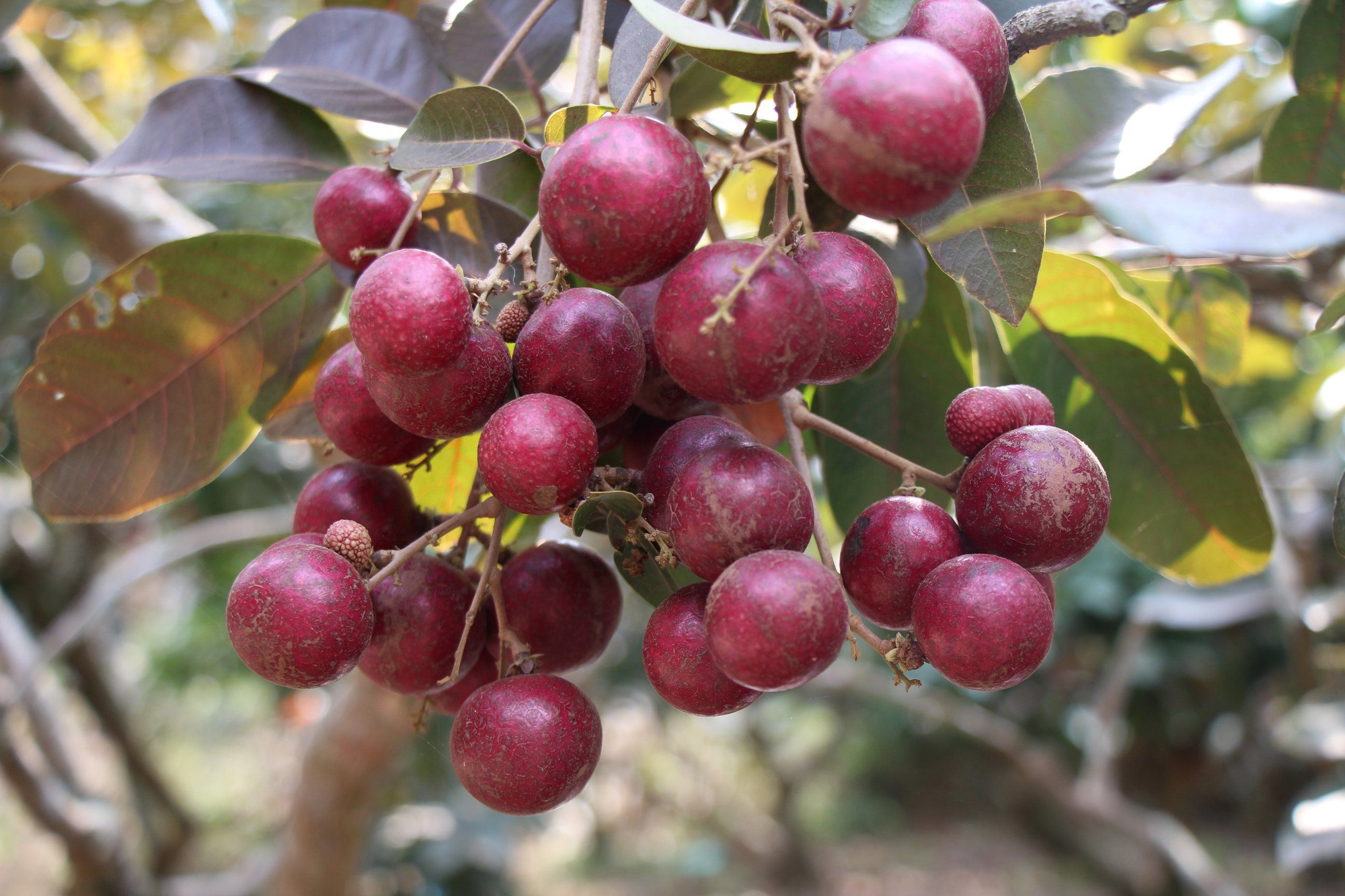 trồng quả nhãn tím 