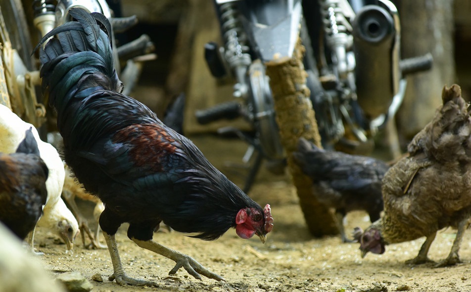 Gà đồi vùng cao Hà Giang hun khói  430k/con