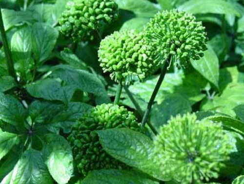 4 lợi ích tuyệt vời của nụ hoa tam thất