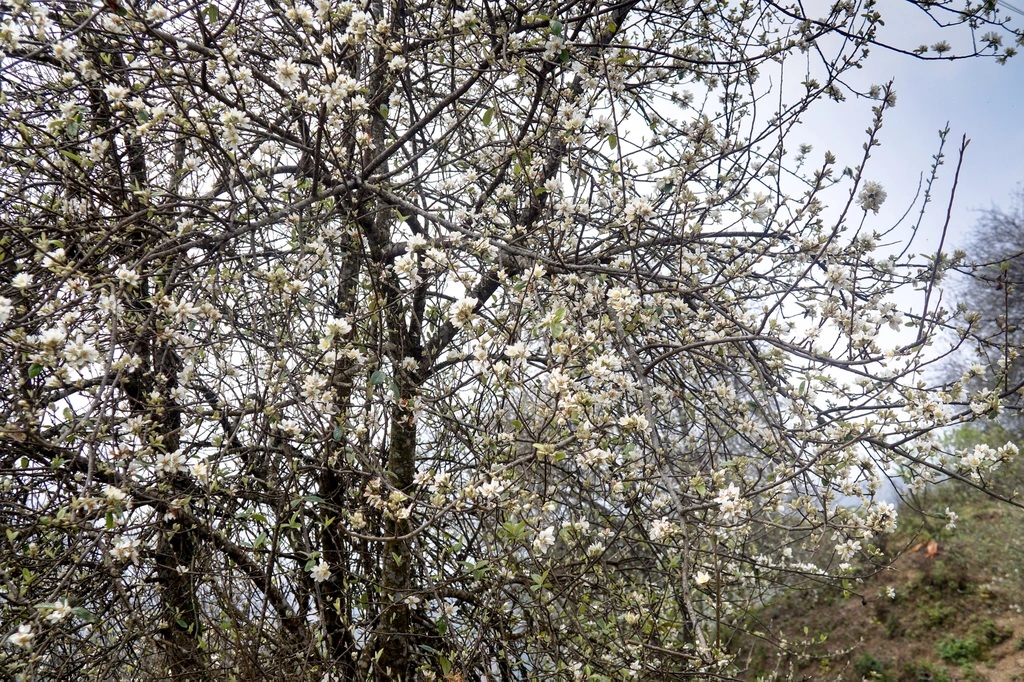 tác dụng mật ong hoa táo mèo2