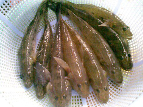 Đây là loại cá hoàn toàn tự nhiên được đánh bắt ở thượng nguồn sông Đà, Hòa Bình 