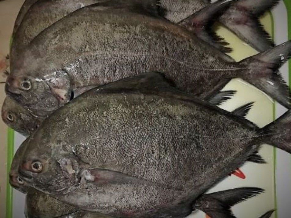 Dinh dưỡng có trong cá chim đen