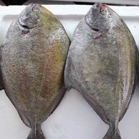 Cá Chim Đen - 270k/kg