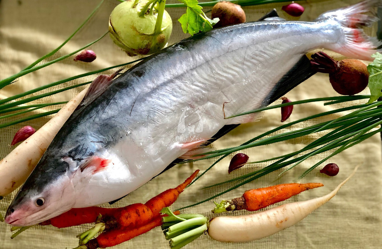 Cá dứa được đánh bắt tự nhiên Cá dứa được đánh bắt tự nhiên
