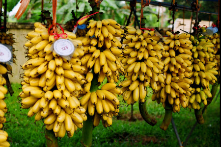 Chuối Ngự Tiến Vua - 50k/kg