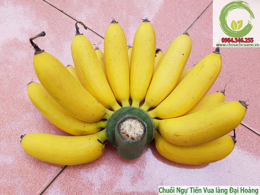 báo giá chuối Ngự Tiến Vua