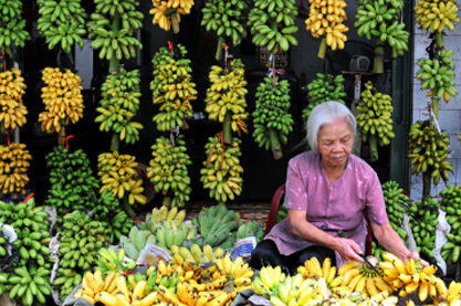 Chuối ngự đã đi vào tâm linh của người dân làng Vũ Đại