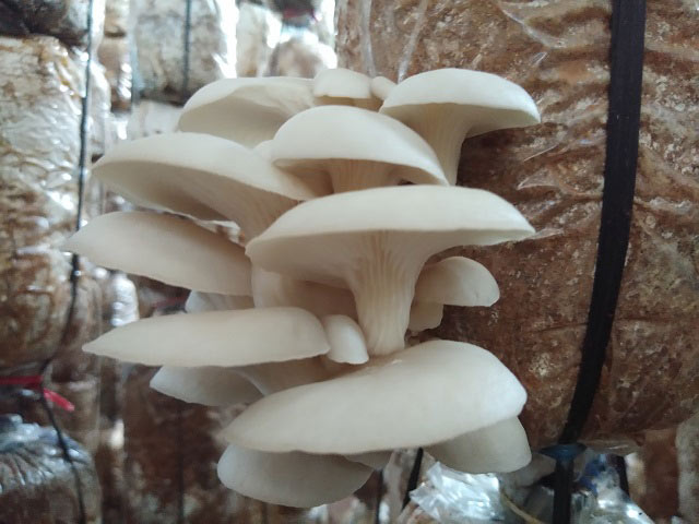 Công dụng của nấm sò ( nấm bào ngư )