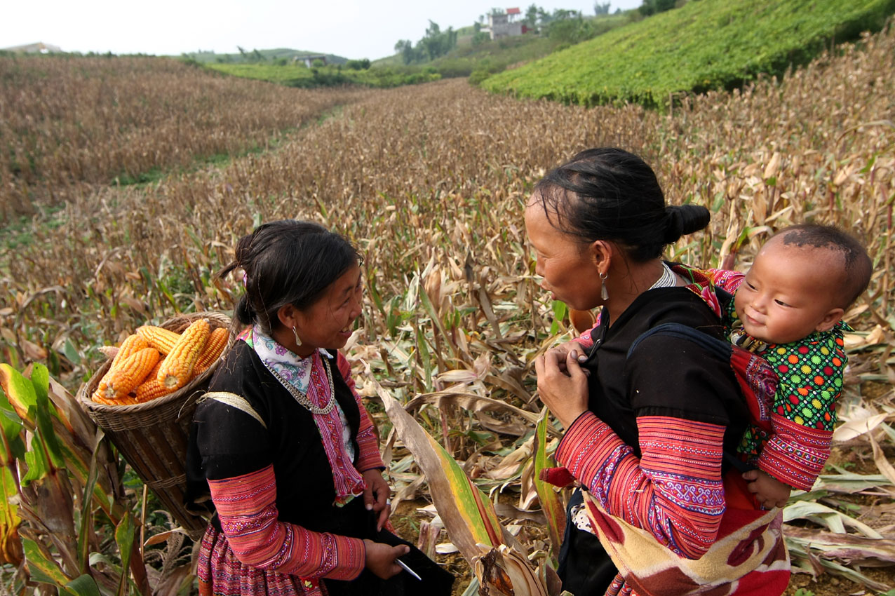 Đây là loại ngô nếp bung được làm từ giống ngô nếp cũ của bà con đồng bào dân tộc