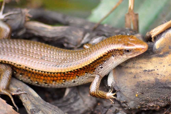 Tác dụng của thịt rắn mối 