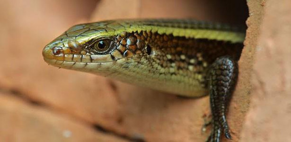 Đôi điều về rắn mối