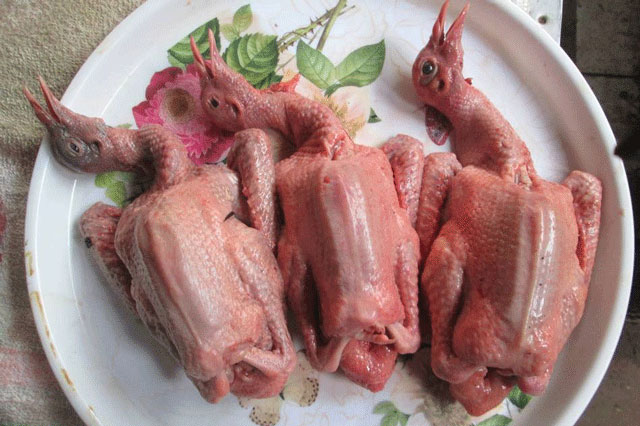 Tác dụng của thịt chim bồ câu