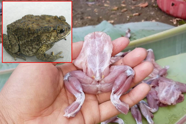 Những tác dụng của thịt cóc đối với sức khỏe