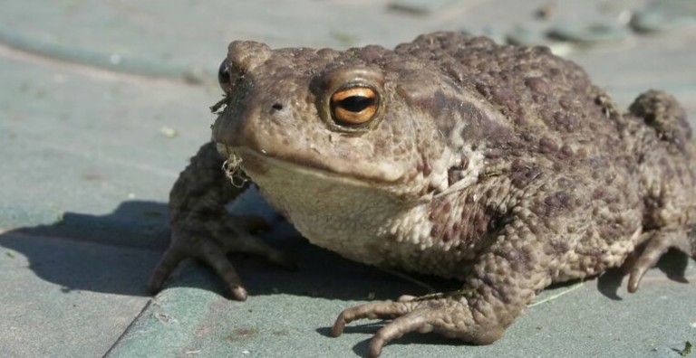 Đôi điều về thịt cóc