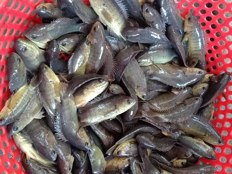 Niêu cá rô đồng kho 1kg