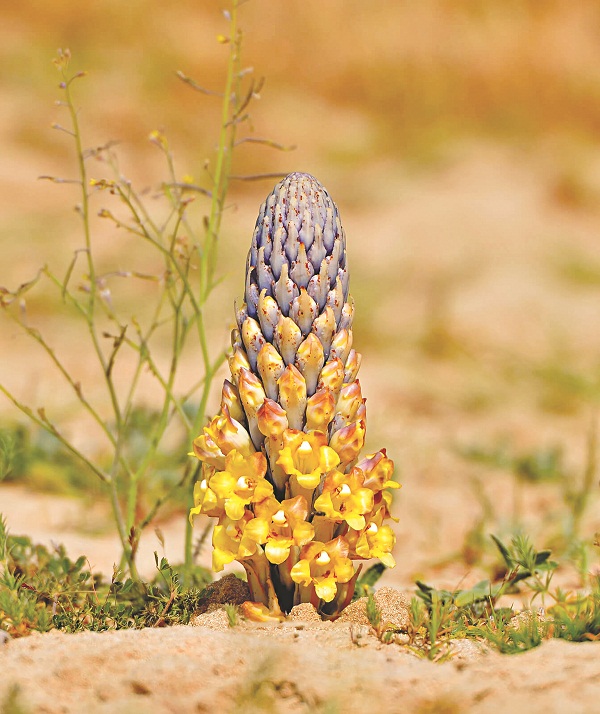 mua nhục thung dung tươi