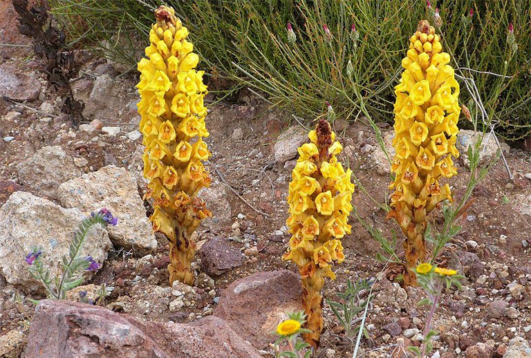 Nhục thung dung tươi