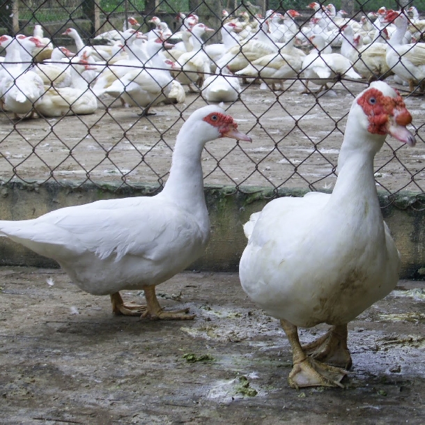 Vì sao nên mua ngan sạch thả vườn?