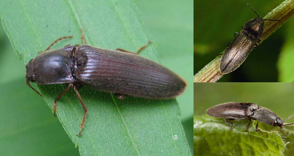 Hướng dẫn chế biến con bổ củi làm thuốc