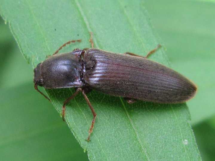 Bổ củi là con gì?