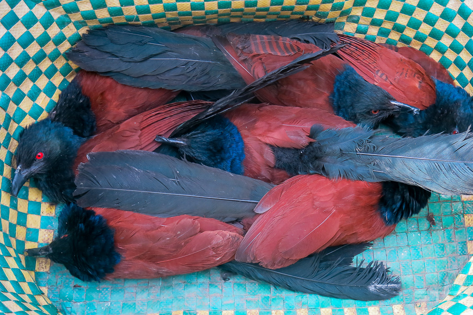 Bìm bịp 450k/1 đôi