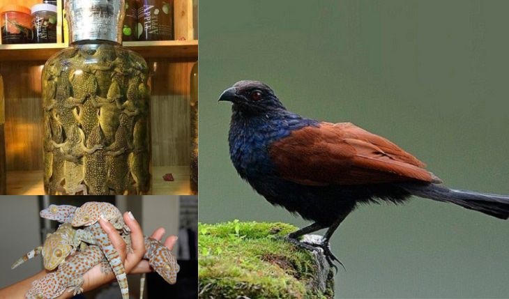 Rượu bìm bịp tắc kè