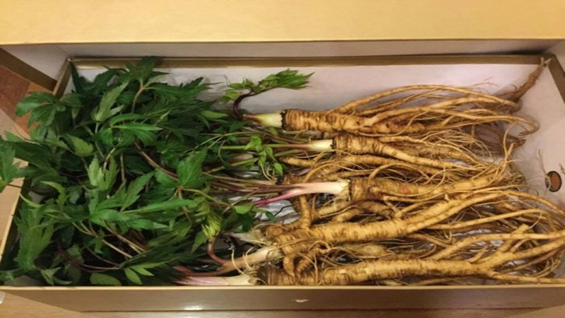 Sâm Quy Dương (2 củ 1kg) - 180k/kg