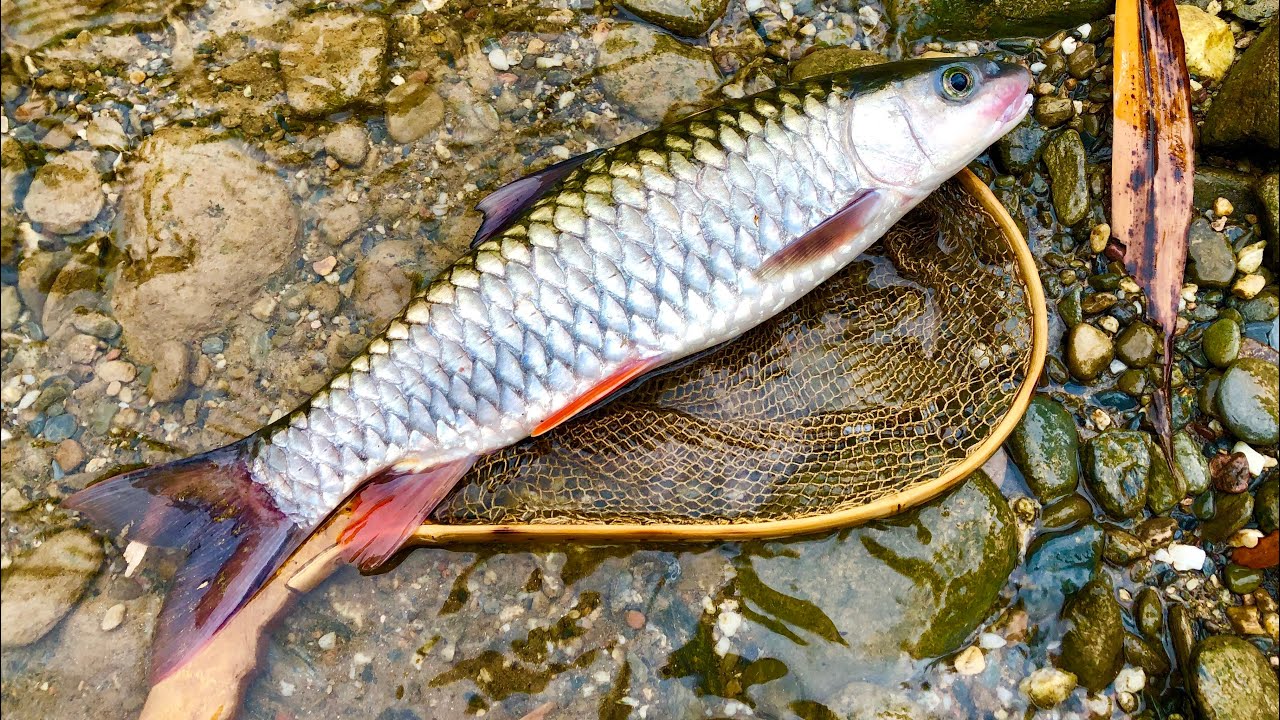 Cá rói sông - 80k/kg