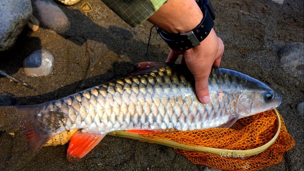 Đôi điều về cá rói