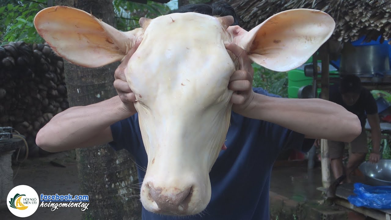 Đầu bò giá bao nhiêu? Mua ở đâu?