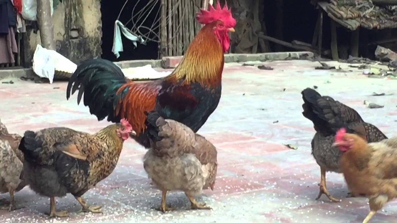 Thịt gà trống và gà mái giống và khác nhau gì?