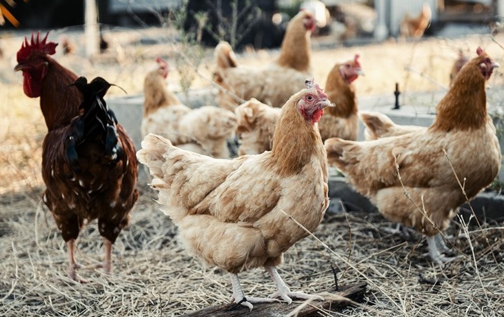 So sánh thịt gà trống và thịt gà mái