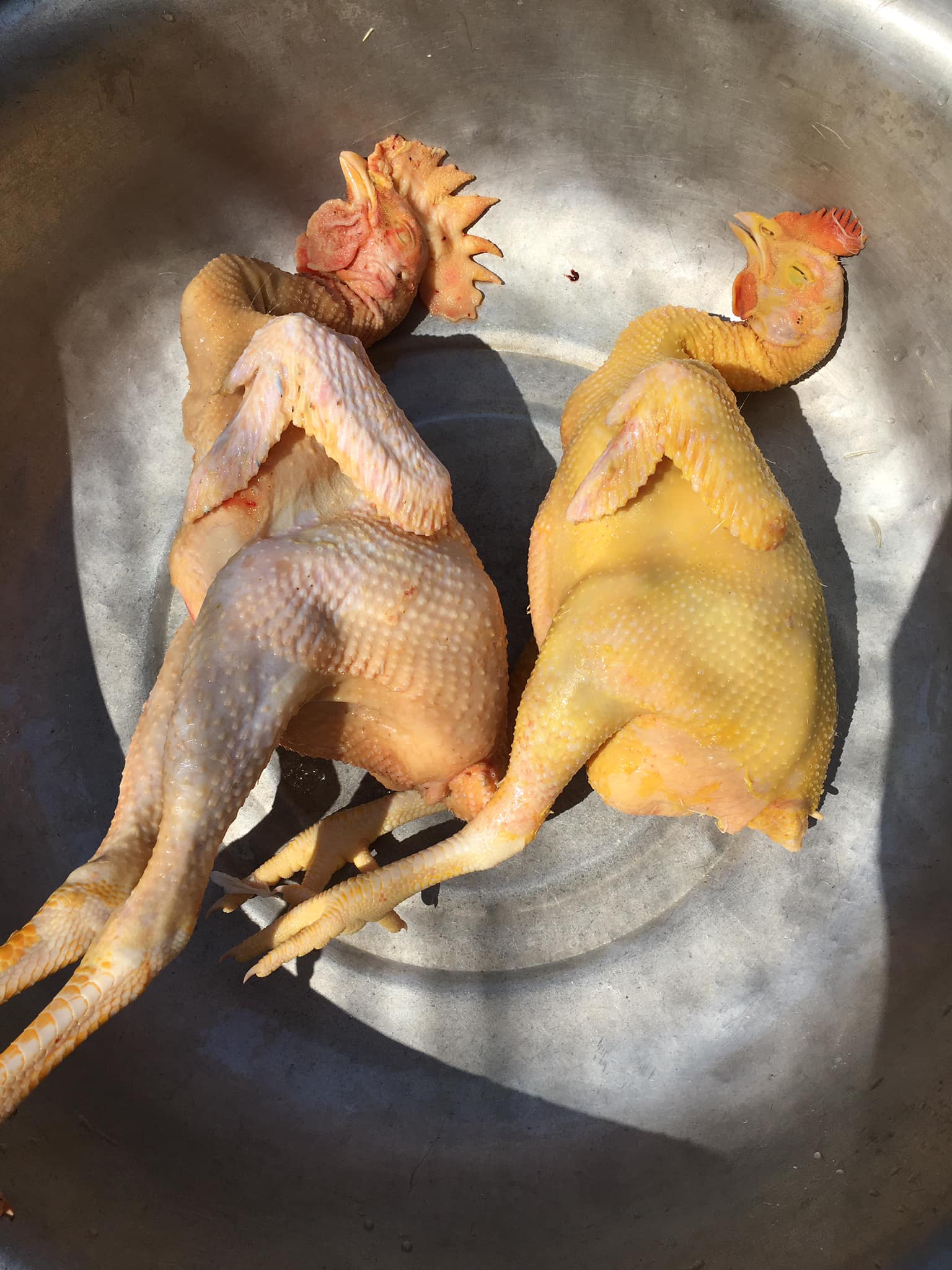 Ăn thịt gà trống hay thịt gà mái ngon hơn?