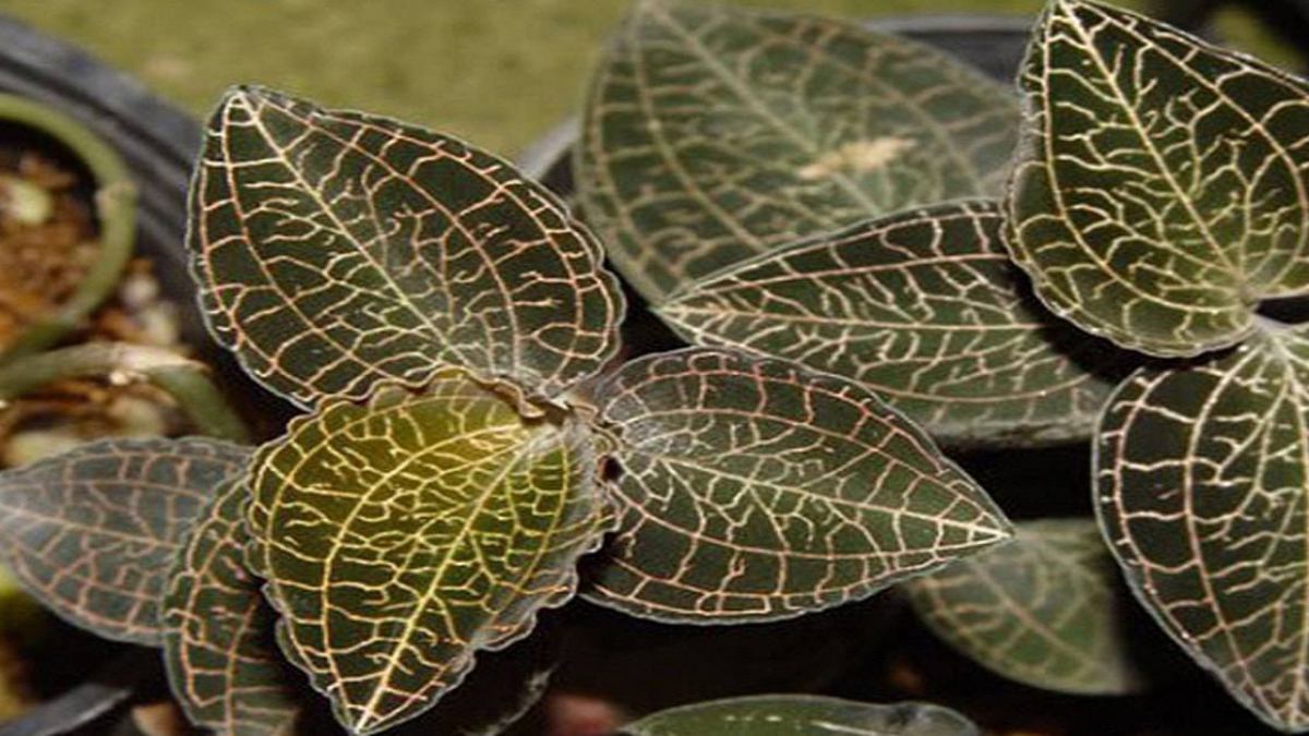 Lá lan kim tuyến tươi - 300k/lạng