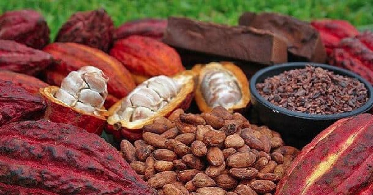 Polyphenol cải thiện lưu lượng máu đến não và chức năng não