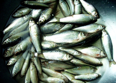 Cá linh nấu món gì ngon?