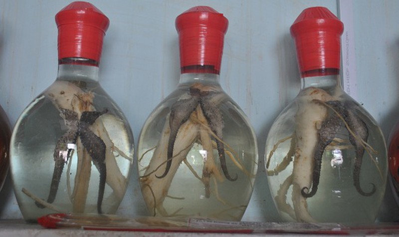 Cách ngâm cá ngựa tươi đơn giản, hiệu quả nhất