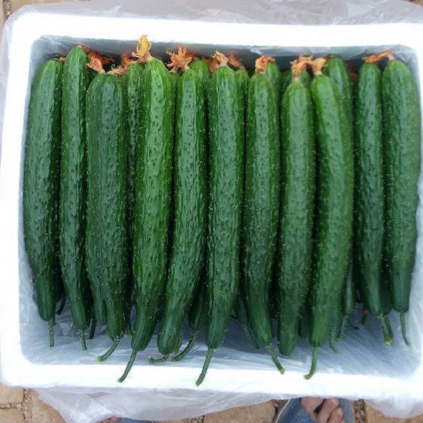 Dưa chuột Nhật tươi sạch là dưa gì?