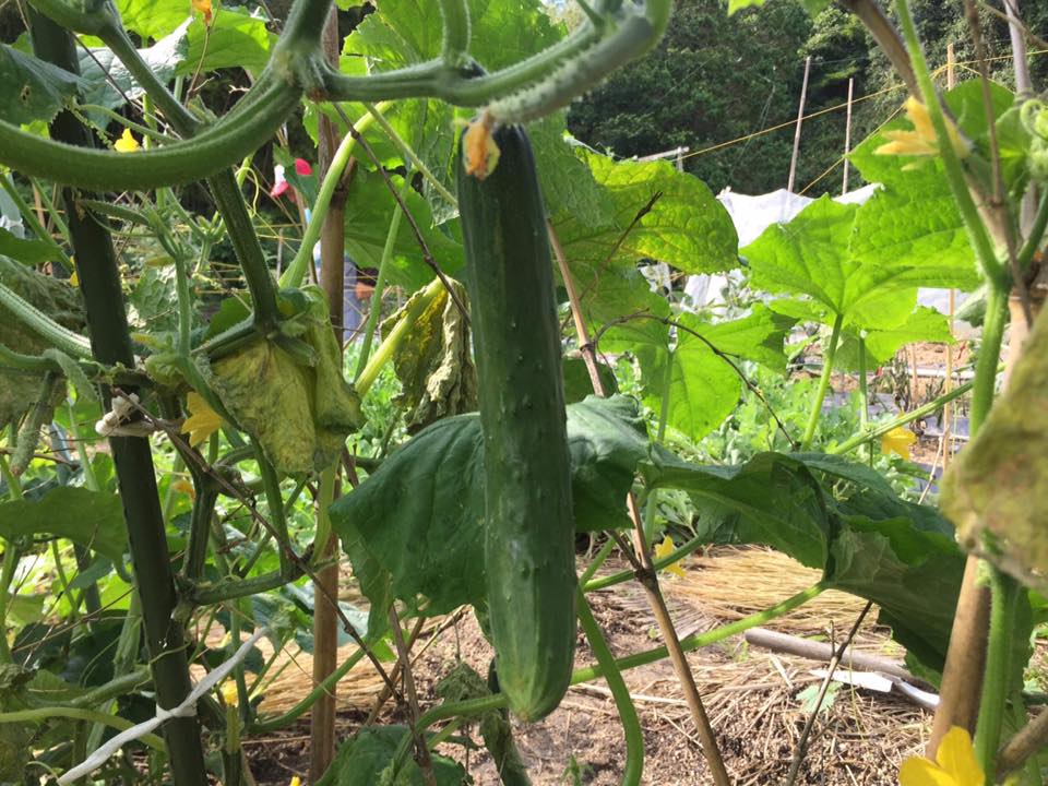 Vì sao nên sử dụng Dưa chuột Nhật tươi sạch?