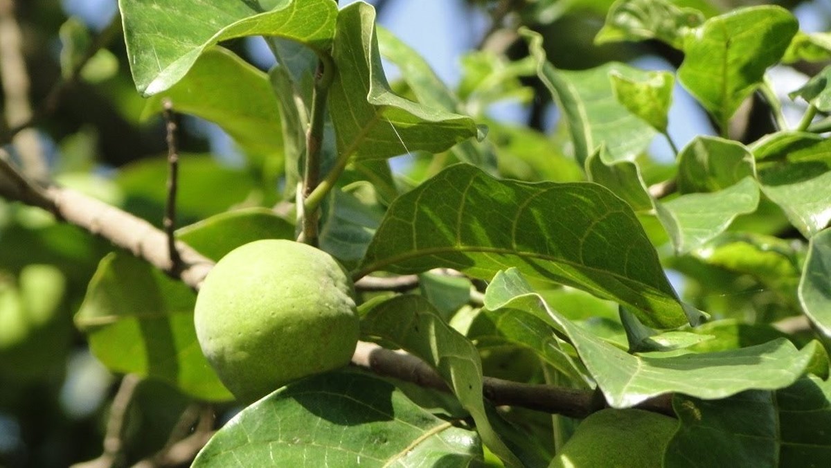 Lợi ích khi sử dụng lá cây chay