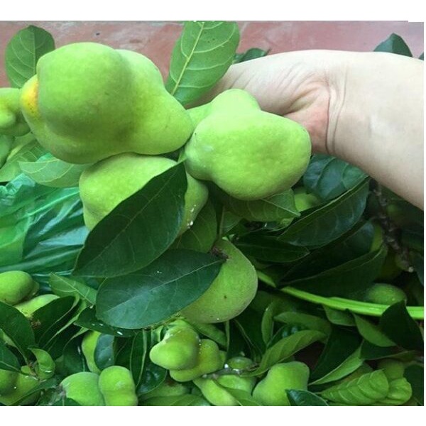 Cách thu hái lá cây chay