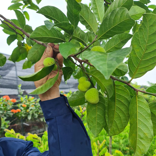 Giới thiệu về lá cây chay