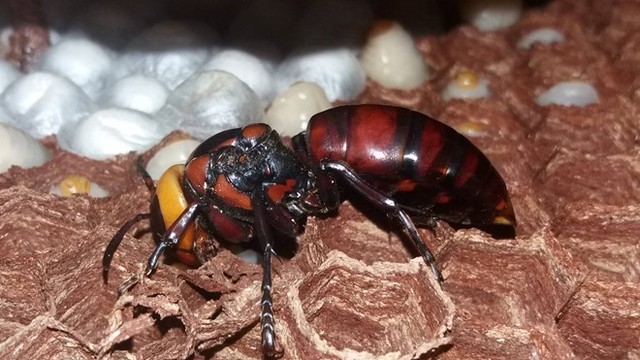 Sơ chế ong đất đúng cách trước khi ngâm rượu