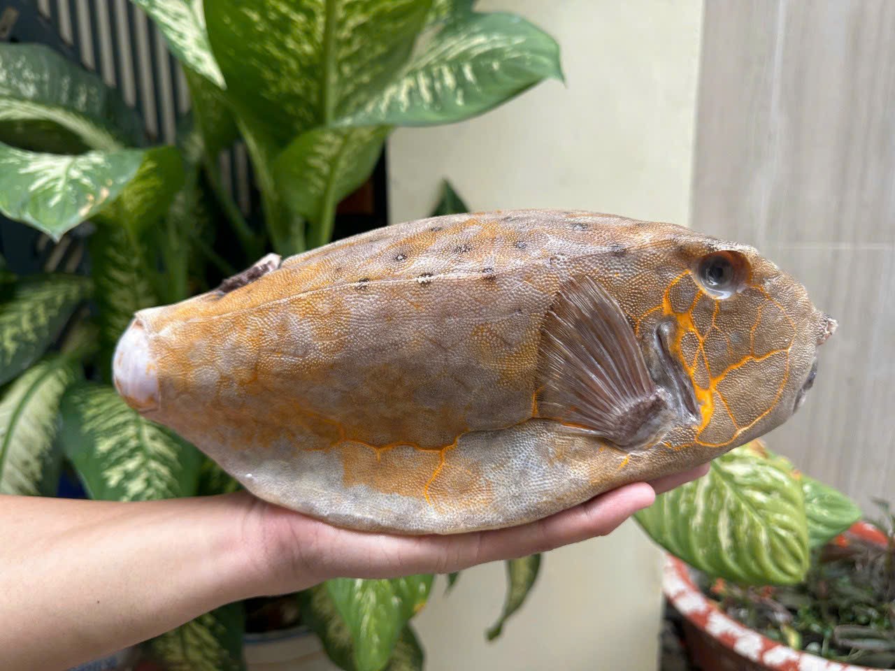 Thông tin về cá bò hòm