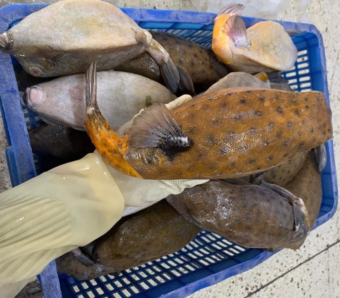 Mua cá bò hòm ở đâu?