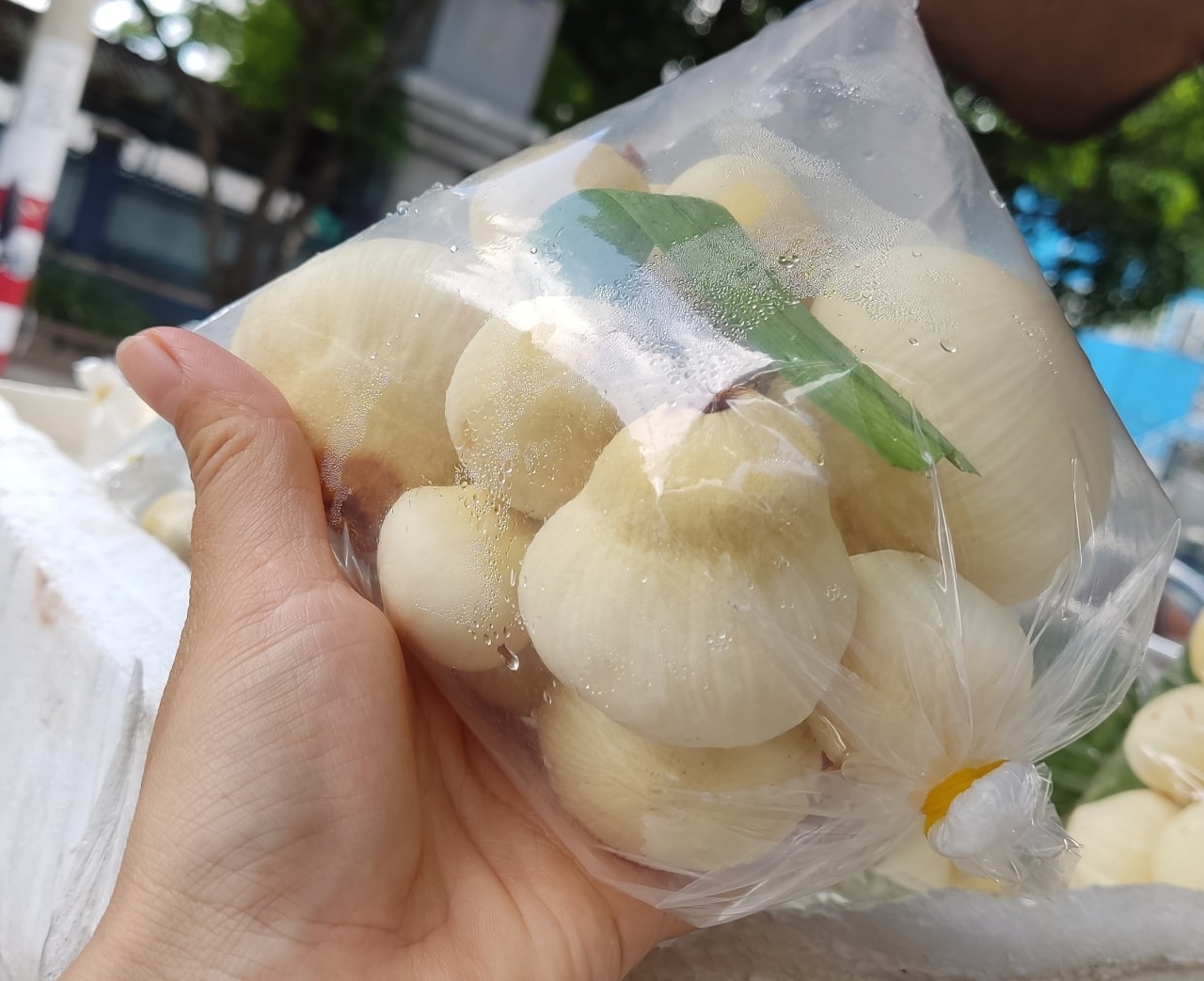 Mộng dừa tươi1