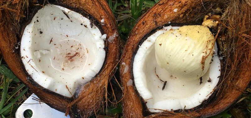 Mộng dừa tươi 5