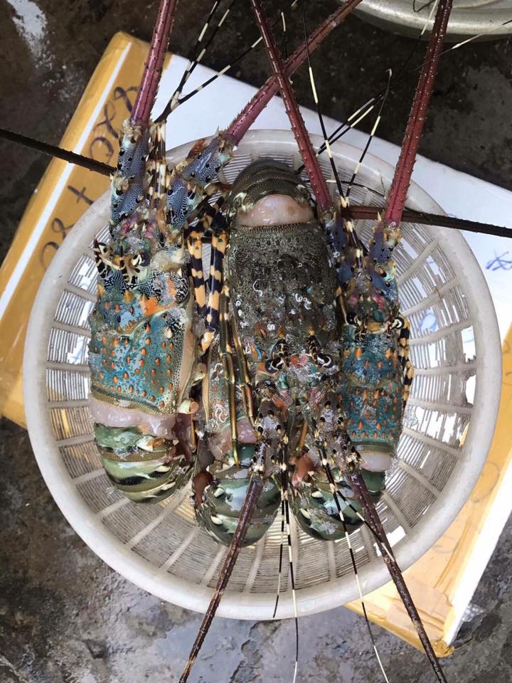 Tôm Hùm Chợ Sạch - 650k/kg