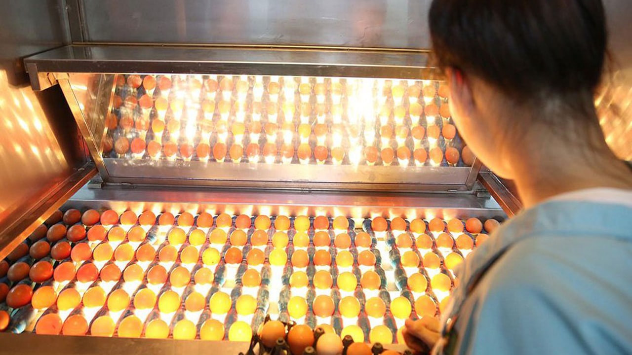 Tẩm Ướp Trứng Gà Devi