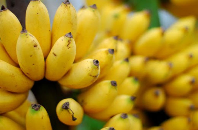 là thực phẩm chứa nhiều protein tốt cho hệ tiêu hóa của mẹ